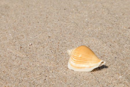 Sea shell with sand as background