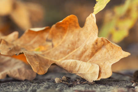 Yellow dry autumn leaf on stone background. Outdoor shot in city park with shallow depth of field.の写真素材