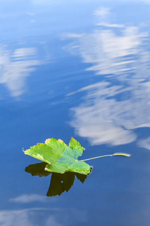 lonely autumn leaf in the lake and reflection of the sky with cloudsの写真素材