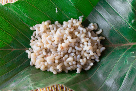 Ant eggs, ants, ant larvae, laid on the leaves.の写真素材