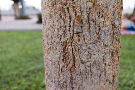 natural treeの写真素材