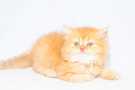 Cute Catの写真素材