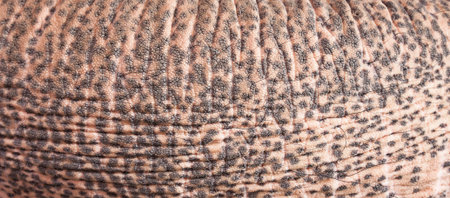 The skin of an elephant