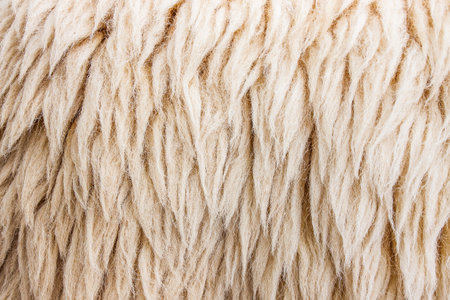 fleece