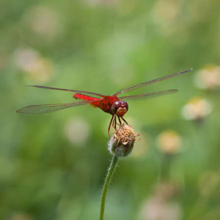 Dragonfly on a flower in natureの写真素材