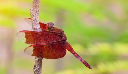 dragonflyの写真素材