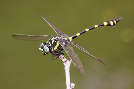 Ictinogomphus decoratus melaenopsの写真素材