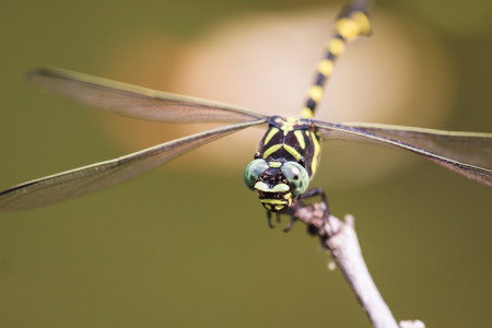 Ictinogomphus decoratus melaenopsの写真素材