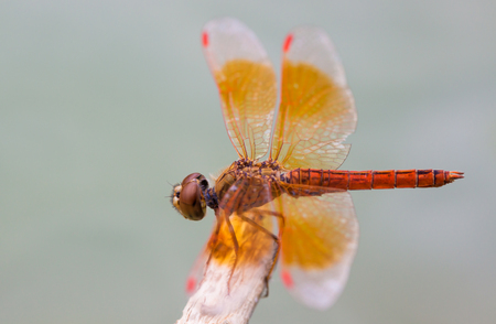 dragonflyの写真素材