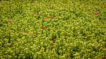 Pattern of Treesの写真素材