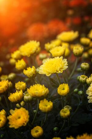 Flowers backgroundの写真素材