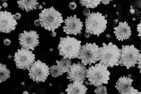 Flowers backgroundの写真素材