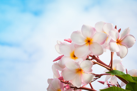 Frangipani and skyの写真素材