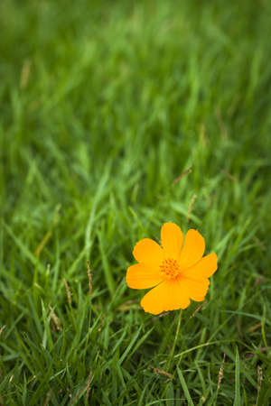 Flowers on the grassの写真素材