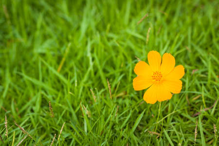 Flowers on the grassの写真素材