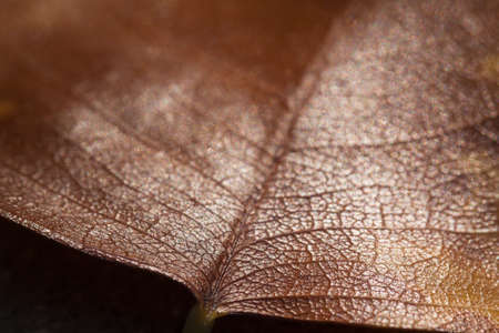 Details and textures of leaves.の写真素材