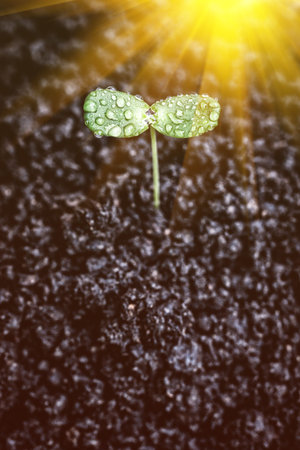 Seedlings with sunlight