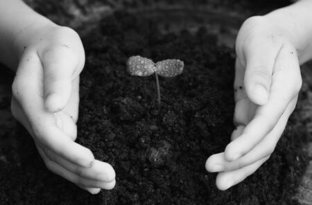 Children's hands with seedlingsの写真素材