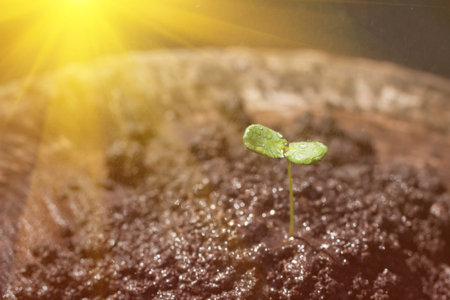 Seedlings with sunlight