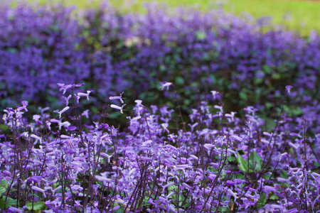 flower garden