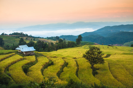 Rice terraces, Chiang Mai, Thailandの写真素材