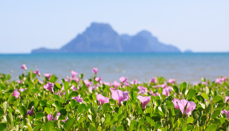 Ipomoea sea viewの写真素材