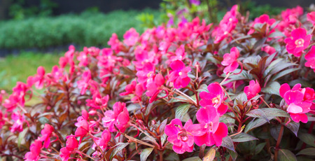 flower gardenの写真素材
