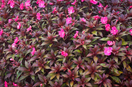 flower gardenの写真素材