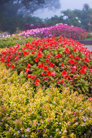 flower gardenの写真素材
