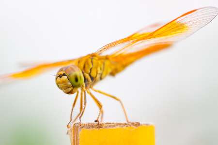 dragonflyの写真素材