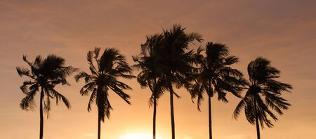Coconut skyの写真素材