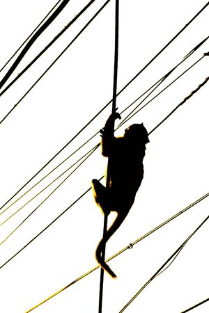 Monkey in silhouette style.の写真素材