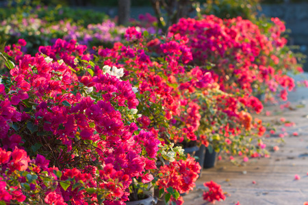 Bougainvilleaの写真素材