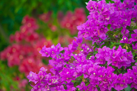 Bougainvilleaの写真素材