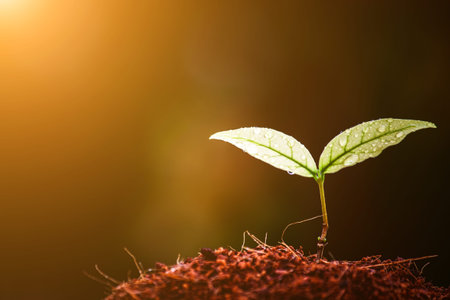 Sapling of the tree And a drop of water, and the morning light.