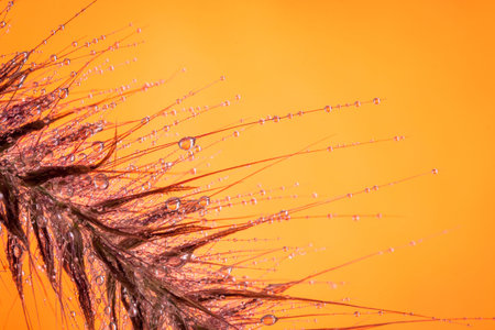 Drops of water on grass against a backdrop of orange, and Vignette.の写真素材