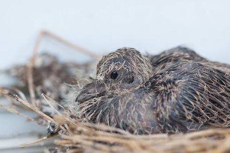 baby of dovesの写真素材