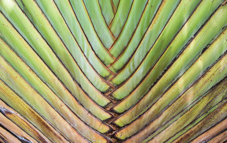 Details of the banana stacked.の写真素材