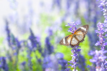 Butterflies and flowers in the gardenの写真素材