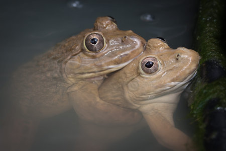 Two frogs were mating
