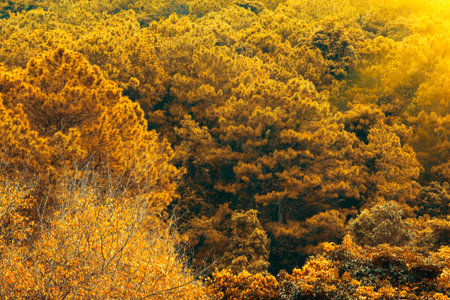 The forest in autumn background.の写真素材