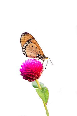 Butterflies and flowers on a white background.の写真素材