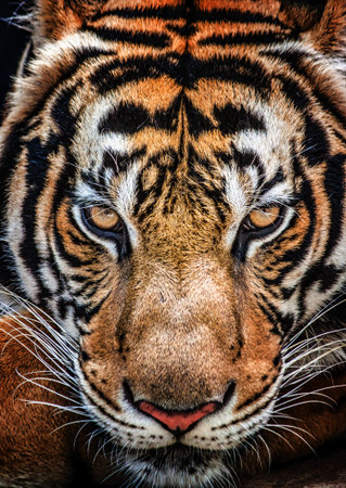 Tiger and his eyes fierce.の素材 [FY31071701538] | ストックフォト 