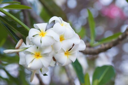 Plumeria flowerの写真素材