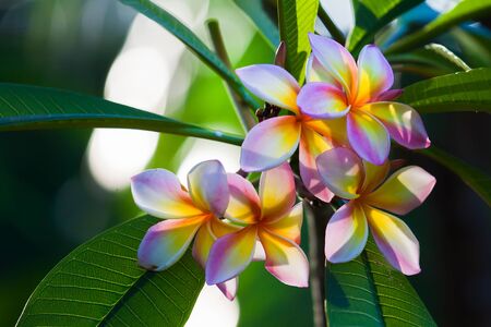Plumeria flowers, natural treeの写真素材
