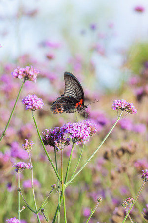 Butterfly and beautiful insect flowerの写真素材