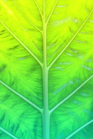 Details of macro leaves