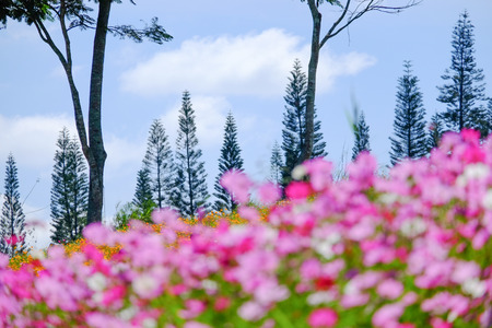 Beautiful flower garden on the mountain garden.の写真素材