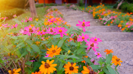 Beautiful stairs and flowersの写真素材