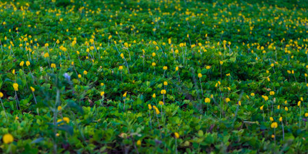 Pattern of plants on the groundの写真素材